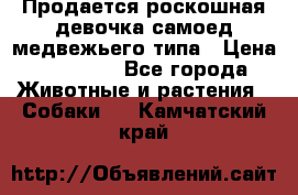 Продается роскошная девочка самоед медвежьего типа › Цена ­ 35 000 - Все города Животные и растения » Собаки   . Камчатский край